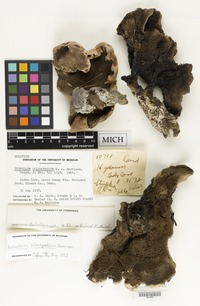 Holotype of Hydnellum scleropodium K.A.Harrison [family HYDNACEAE]