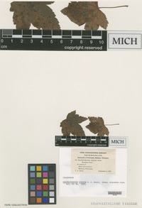Isosyntype of Graphiothecium vinosum Davis [family STILBELLACEAE]