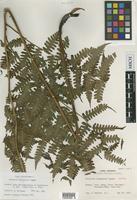 Isotype of Diplazium nipponicum Tagawa [family ATHYRIACEAE]