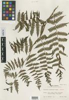 Isotype of Diplazium nipponicum Tagawa [family ATHYRIACEAE]