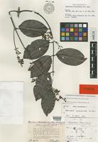 Isotype of Banisteria blanchetiana A.Juss. [family MALPIGHIACEAE]