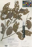Holotype of Banisteriopsis acapulcensis (Rose)Small var. llanensis B.Gates [family MALPIGHIACEAE]