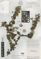 Isotype of Banisteriopsis harleyi B.Gates [family MALPIGHIACEAE]
