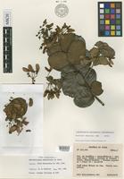 Isotype of Banisteriopsis rondoniensis B.Gates [family MALPIGHIACEAE]