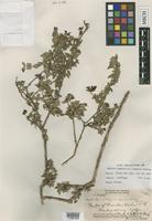 Isotype of Hedyotis degeneri Fosberg var. degeneri Fosberg [family RUBIACEAE]