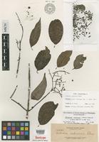 Isotype of Ardisia ochracea Elmer [family MYRSINACEAE]