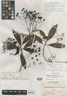 Holotype of Parathesis woodsoni Lundell [family MYRSINACEAE]