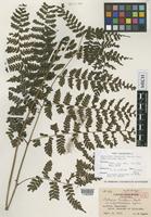 Isotype of Diplazium kawakamii Hayata var. subglabratum Tagawa [family ATHYRIACEAE]