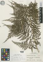 Isotype of Monachosorum arakii Tagawa [family DENNSTAEDTIACEAE]