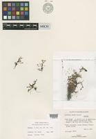 Isotype of Portulaca minuta Correll [family PORTULACACEAE]