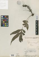 Isotype of Grammitis decurrens Wall. [family GRAMMITIDACEAE]