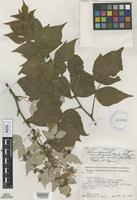 Holotype of Rubus idaeus L. f. niveis J.W. Moore [family ROSACEAE]