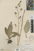 Isotype of Saxifraga pensylvanica L. var. hirsuta Bush [family SAXIFRAGACEAE]
