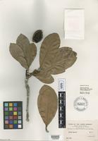 Isolectotype of Duroia sprucei Rusby [family RUBIACEAE]
