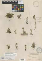 Isotype of Erigeron mancus Rydb. [family ASTERACEAE]