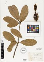 Isolectotype of Duroia sprucei Rusby [family RUBIACEAE]