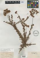 Isotype of Eriogonum fasciculatum Benth. var. maritimum Parish [family POLYGONACEAE]