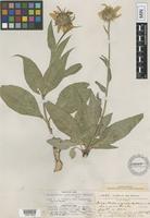 Isotype of Helianthella majuscula Greene [family ASTERACEAE]