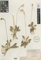 Isotype of Primula laurentiana Fernald [family PRIMULACEAE]