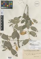 Isotype of Hippocratea grisebachii Loes. var. parvifolia Chodat & Hassl. [family CELASTRACEAE]