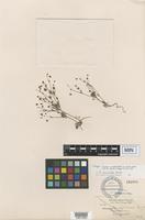 Isotype of Eriogonum angulosum Benth. var. rectipes Gond. [family POLYGONACEAE]