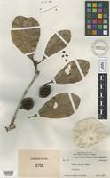 Isosyntype of Duroia sprucei Rusby [family RUBIACEAE]