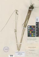 Syntype of Juncus effusus L. var. costulatus Fernald [family JUNCACEAE]