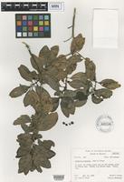 Isotype of Coprosma glabrata J.W. Moore [family RUBIACEAE]