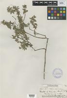 Isotype of Hedyotis degeneri Fosberg var. degeneri Fosberg [family RUBIACEAE]