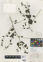 Isotype of Acalypha californica Benth. [family EUPHORBIACEAE]