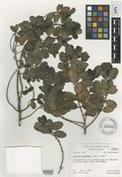 Isotype of Coprosma raiateensis J.W. Moore [family RUBIACEAE]