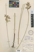 Isotype of Juncus effusus L. var. pacificus Fernald & Wiegand [family JUNCACEAE]