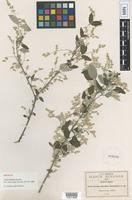 Syntype of Iresine discolor Greenm. [family AMARANTHACEAE]