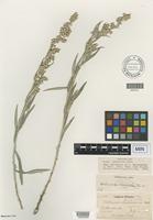 Isotype of Artemisia natronensis A. Nelson [family ASTERACEAE]