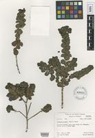 Isotype of Coprosma setosa J.W. Moore [family RUBIACEAE]