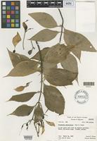 Isotype of Mussaenda raiateensis J.W. Moore [family RUBIACEAE]