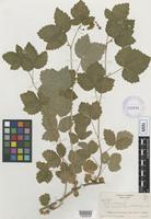 Isotype of Rubus idaeus L. var. eucyclus Fernald & Weath. [family ROSACEAE]