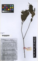 Filed as Brachystephanus africanus S.Moore [family ACANTHACEAE]