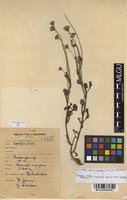 Filed as Emilia discifolia (Oliv.) C.Jeffrey [family ASTERACEAE]