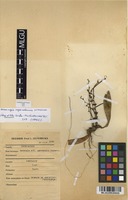 Filed as Aerangis ugandensis Summerh. [family ORCHIDACEAE]