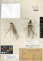 Isotype of Isoetes weberi Herter [family ISOETACEAE]