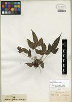 Isotype of Pteris deltodon Baker [family PTERIDACEAE]