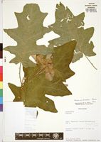 Original material? of Solanum richardii Dunal [family SOLANACEAE]