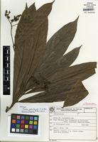 Holotype of Cordia hatschbachii J.S. Mill. [family BORAGINACEAE]