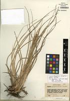 Isotype of Paspalum compressifolium Swallen [family POACEAE]