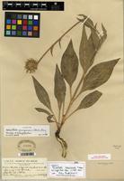 Isotype of Helianthella quinquenervis (Hook.) A. Gray [family ASTERACEAE]