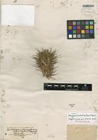 Isotype of Astragalus macrosemius Boiss. & Hohen. [family FABACEAE]
