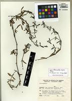 Isotype of Alternanthera serpens Pedersen [family AMARANTHACEAE]