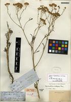 Holotype of Hymenothrix wislizeni A. Gray [family ASTERACEAE]