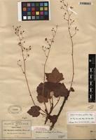 Isotype of Heuchera acutifolia Rose [family SAXIFRAGACEAE]
